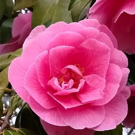 The Oak Studio-kilpatrick Glebe, Pet Friendly * Wexford