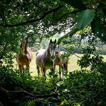 The Oak Studio-kilpatrick Glebe, Pet Friendly Lägenhet *