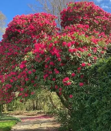 The Oak Studio-kilpatrick Glebe, Pet Friendly Daire