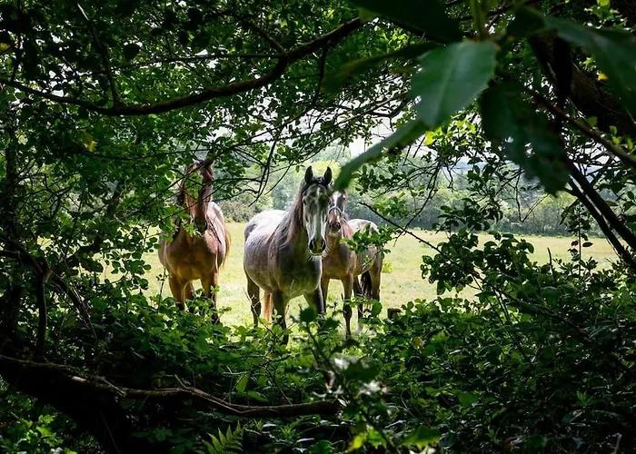 The Oak Studio-kilpatrick Glebe, Pet Friendly Apartament *