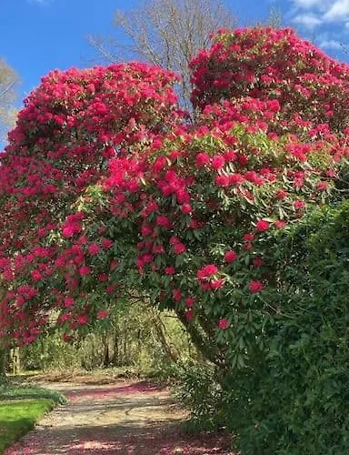 The Oak Studio-kilpatrick Glebe, Pet Friendly Apartament